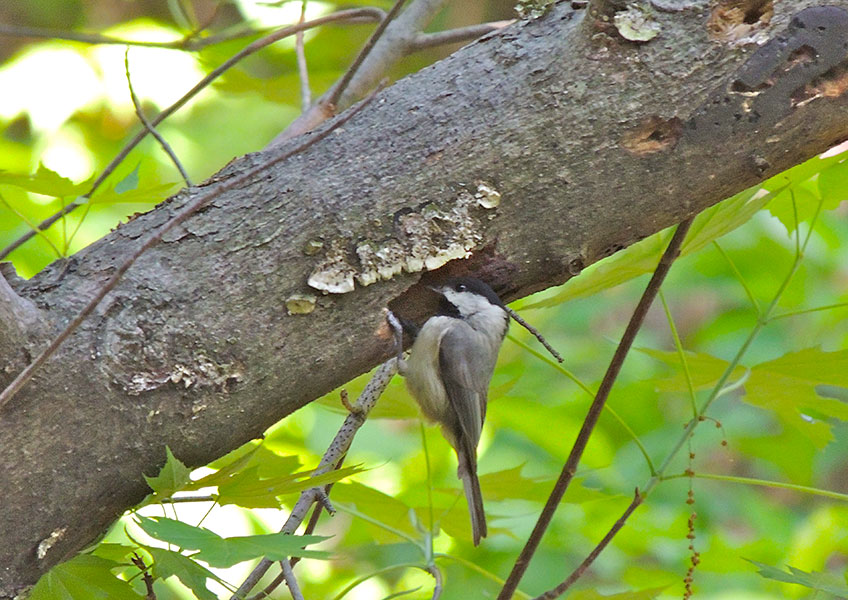 Carolina Chickadee at Nest