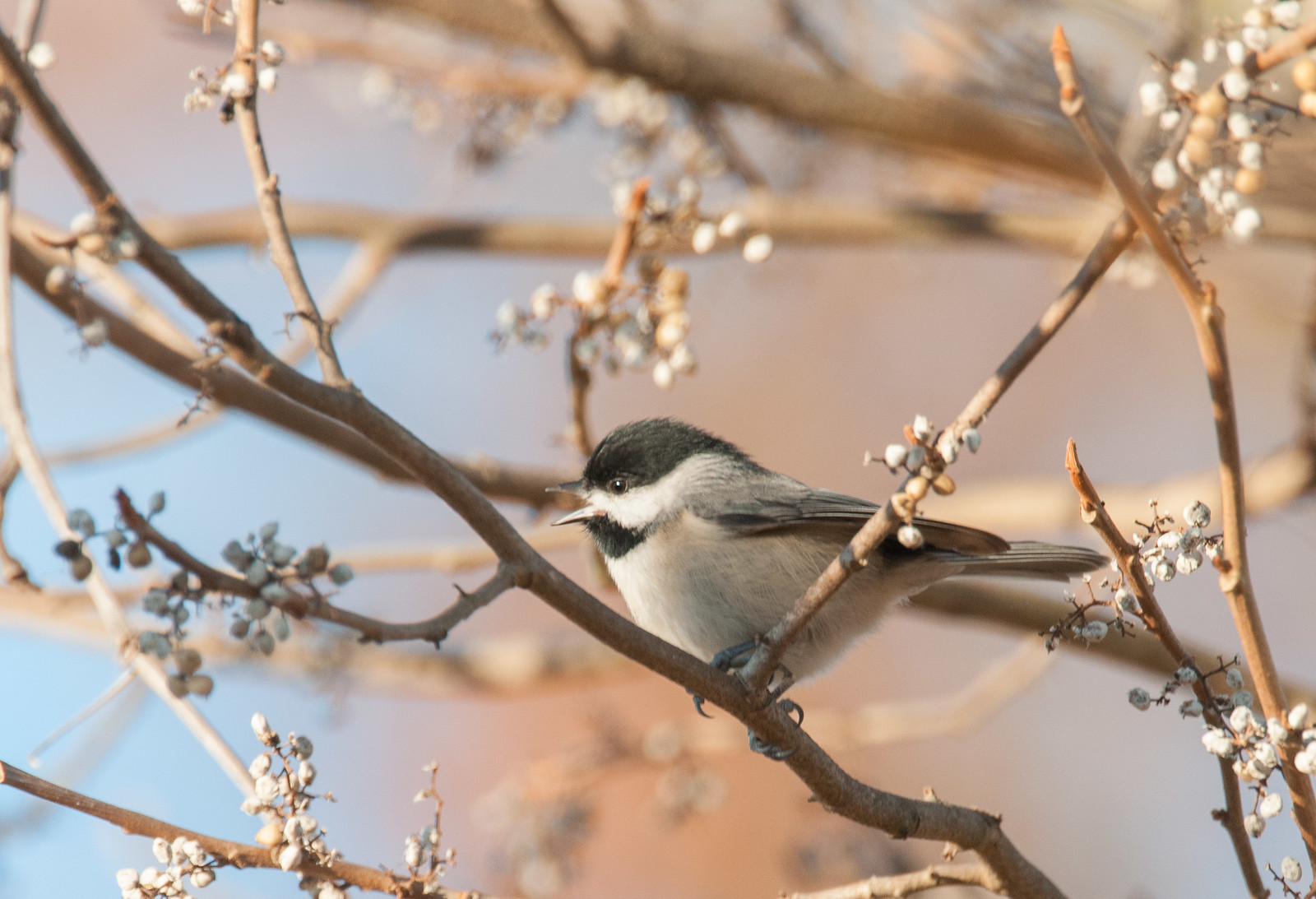 Carolina Chickadee