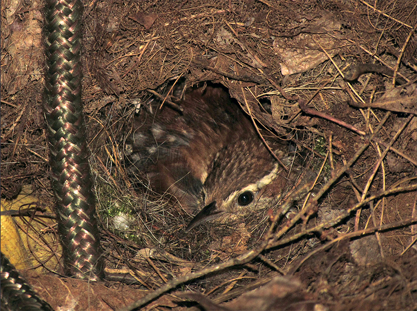 Carolina Wren Adult on Nest