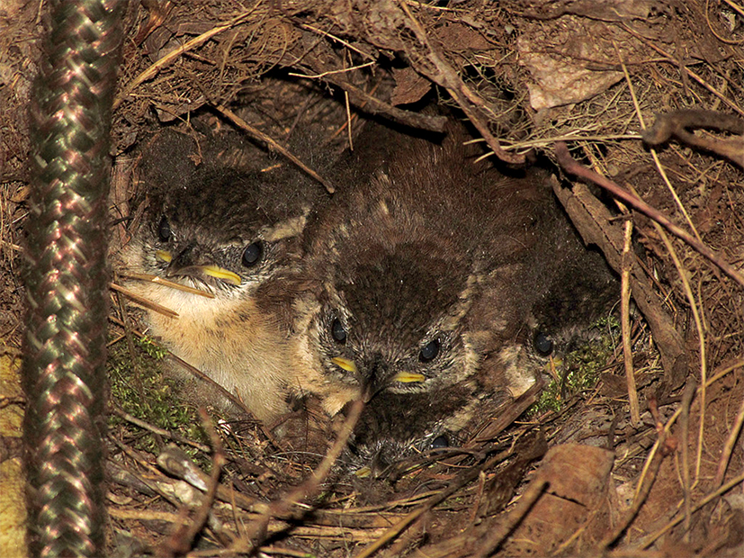 Carolina Wren Nestlings