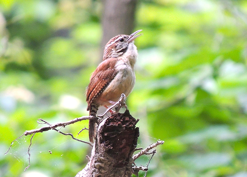 Carolina Wren Singing