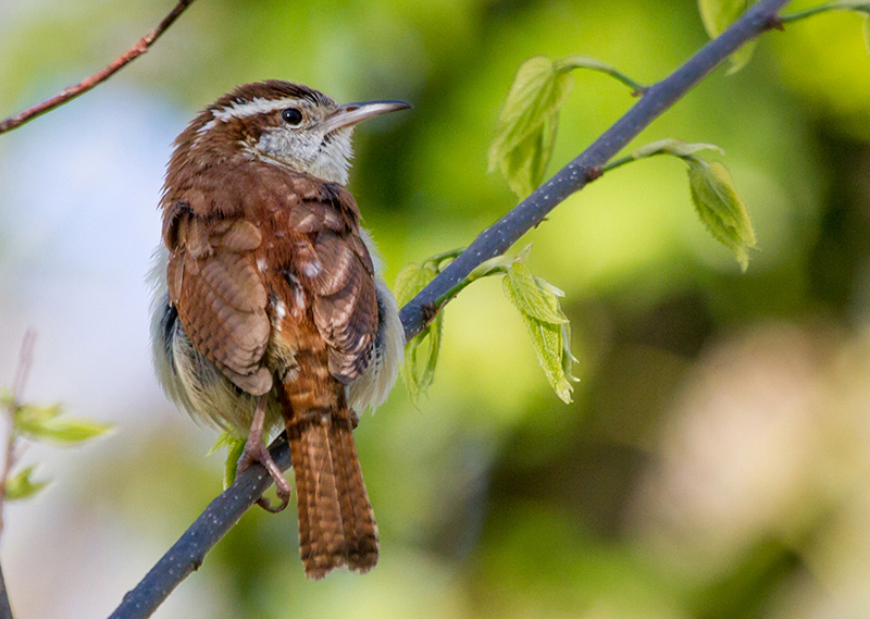 Carolina Wren Adult