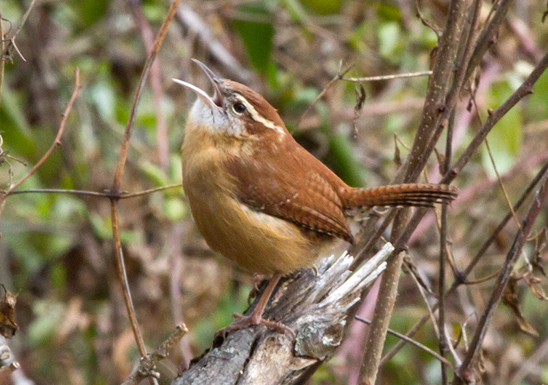 Carolina Wren Adult