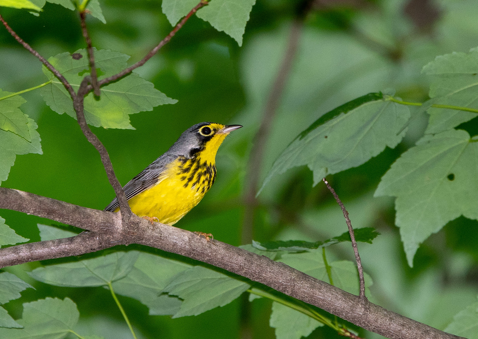 Canada Warbler Male