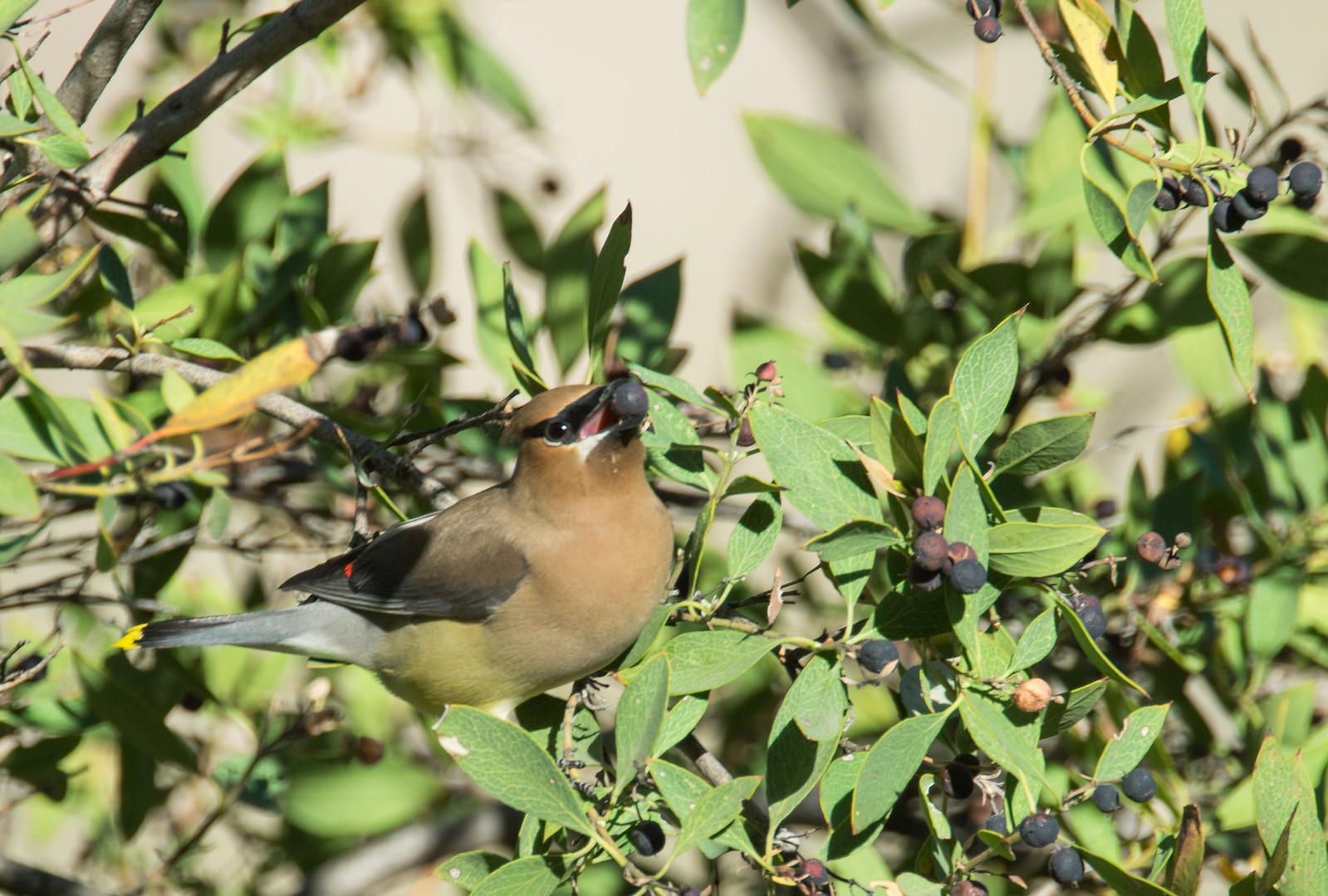 Cedar Waxwings