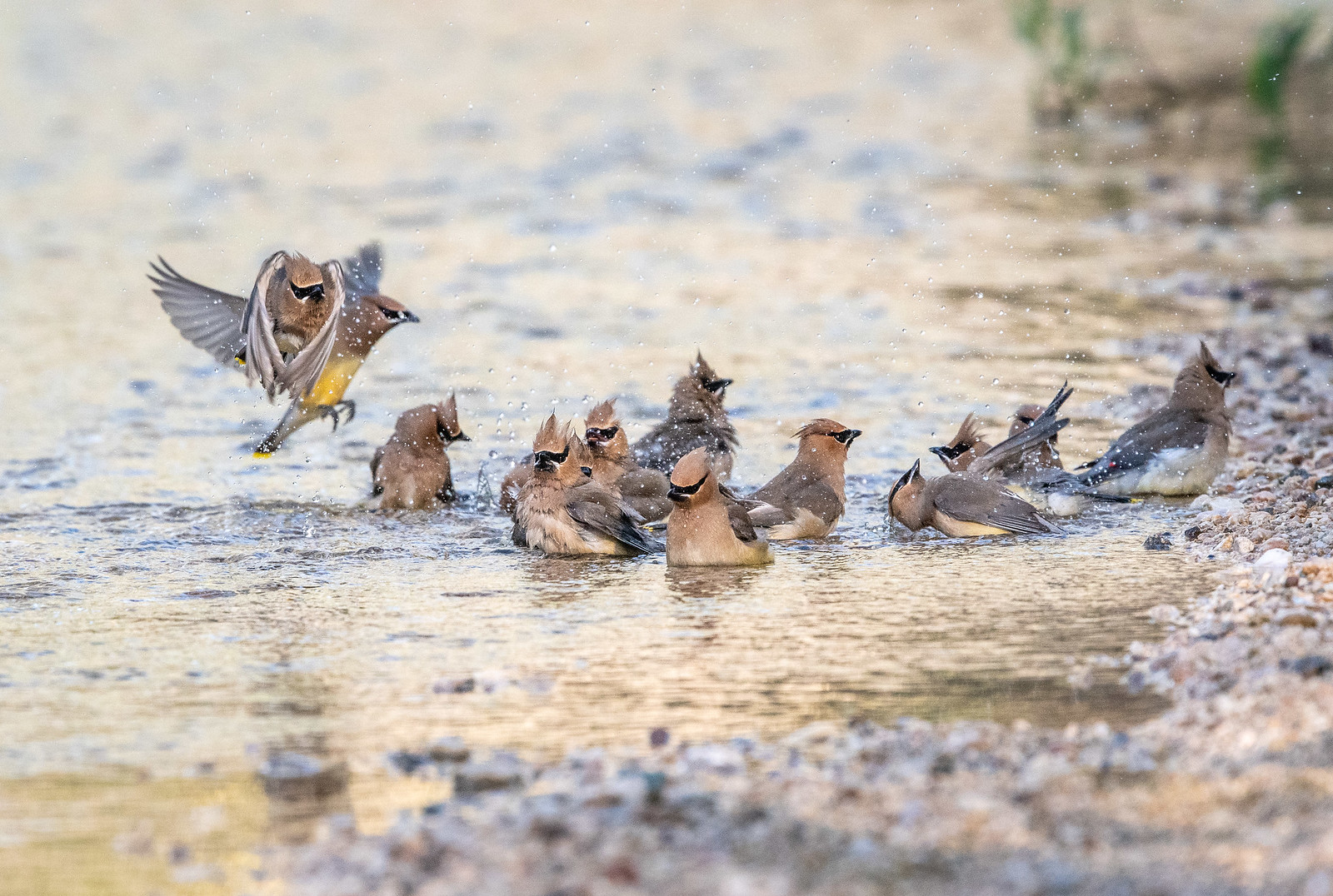 Cedar Waxwings