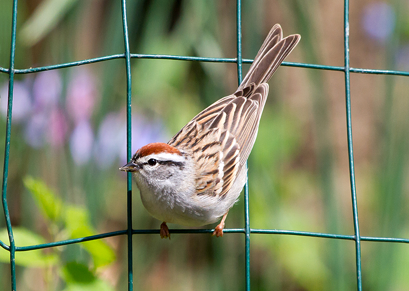 Chipping Sparrow