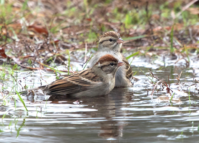 Chipping Sparrow