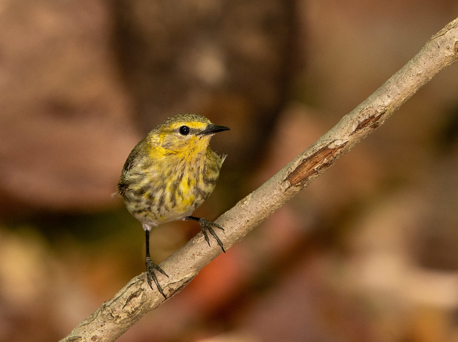 Cape May Warbler Female