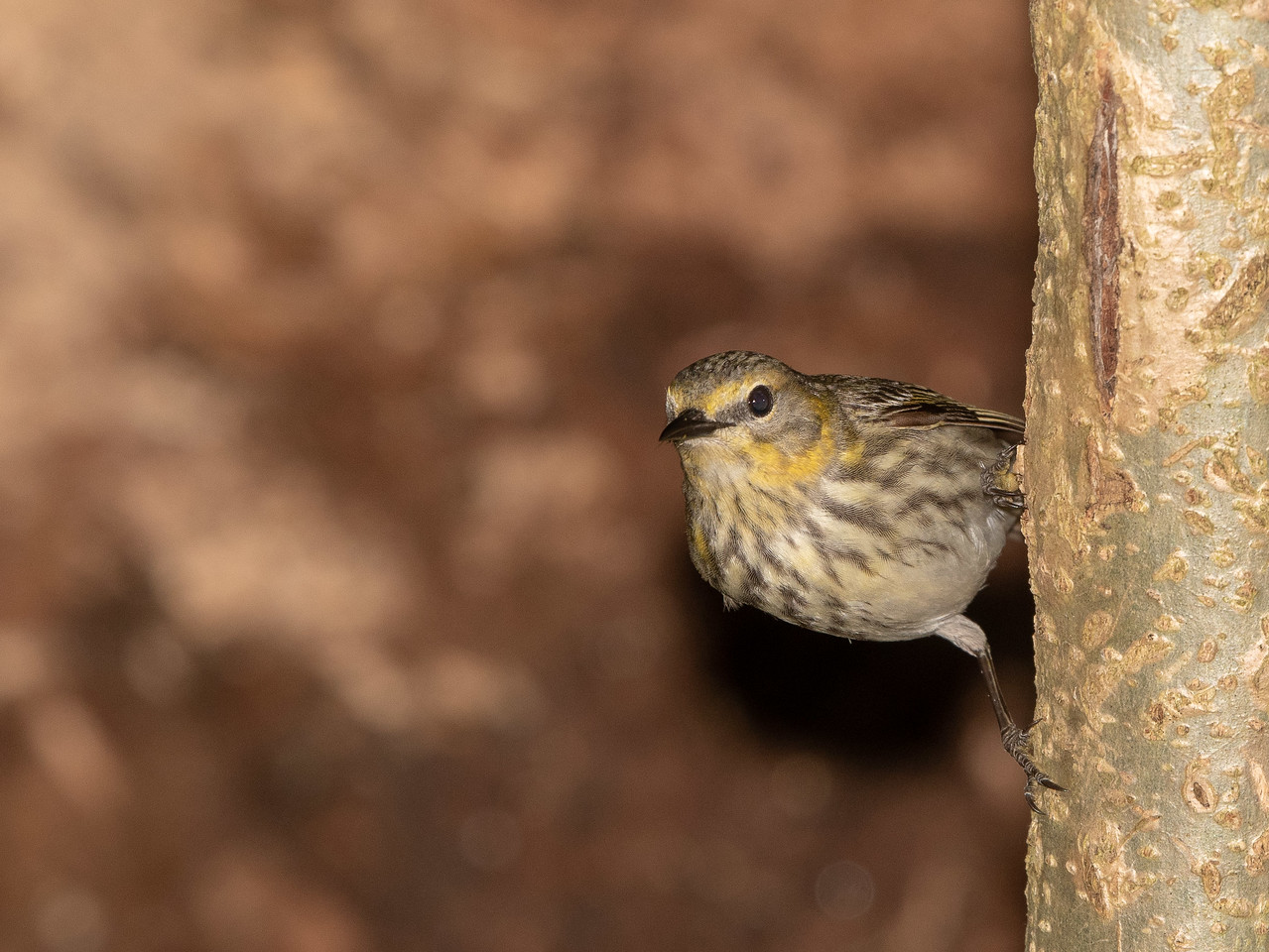 Cape May Warbler Female