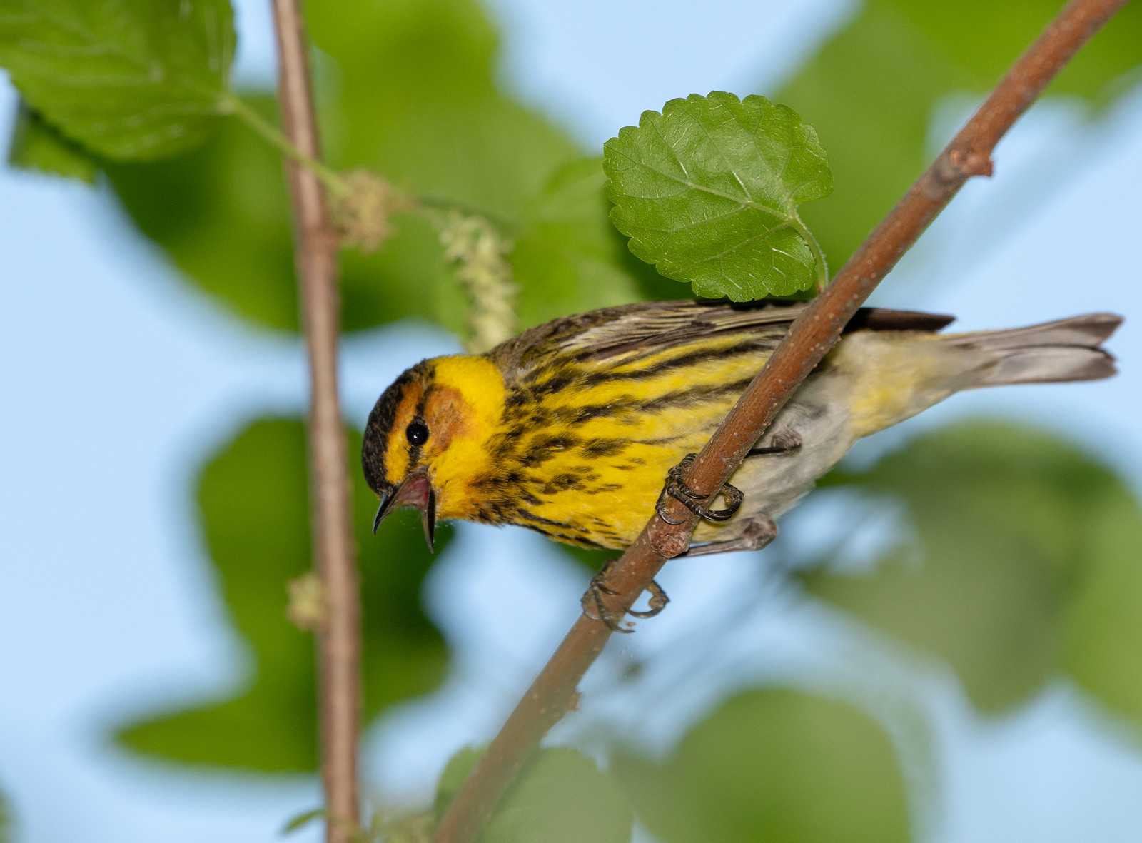 Cape May Warbler Female