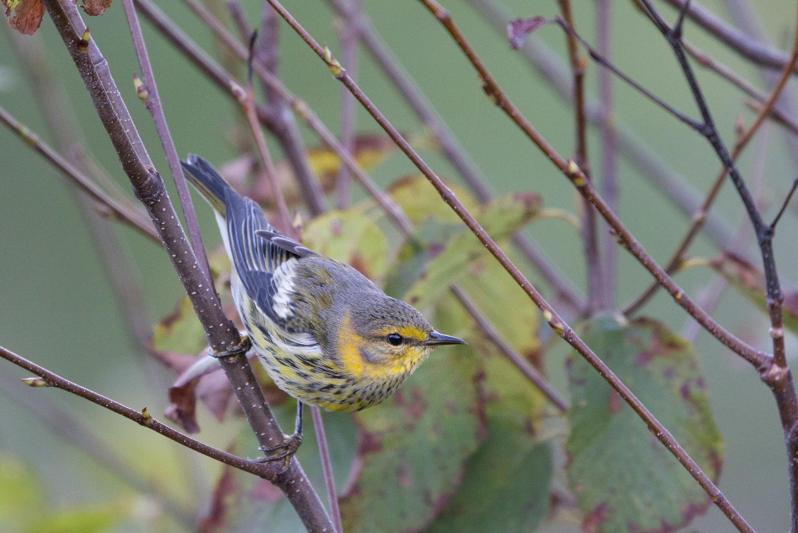 Cape May Warbler Male