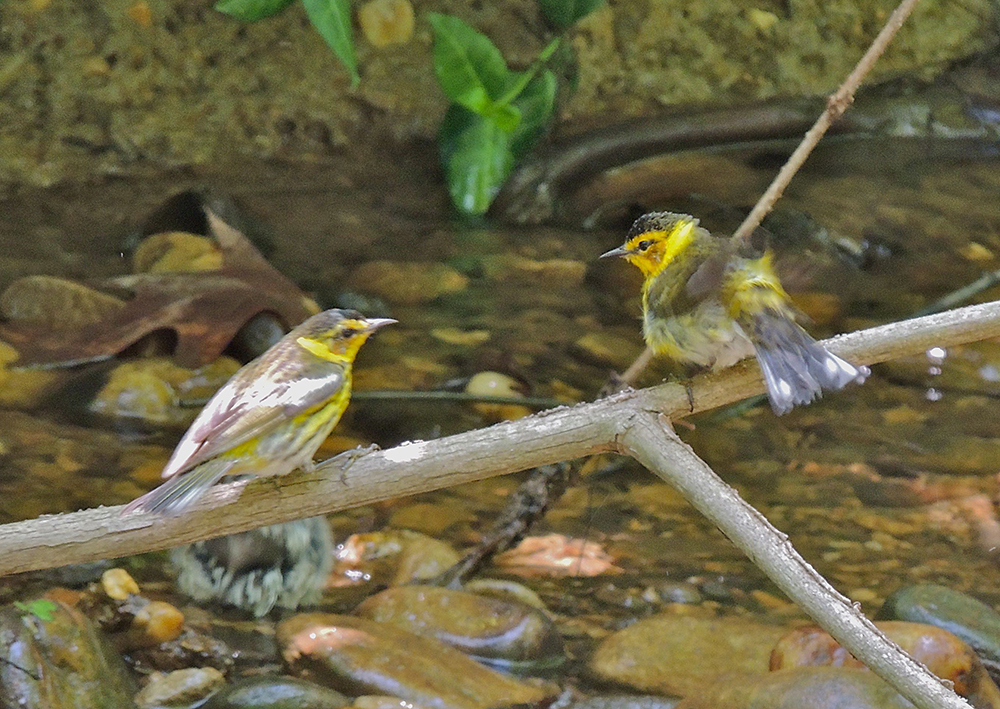 Cape May Warbler Males