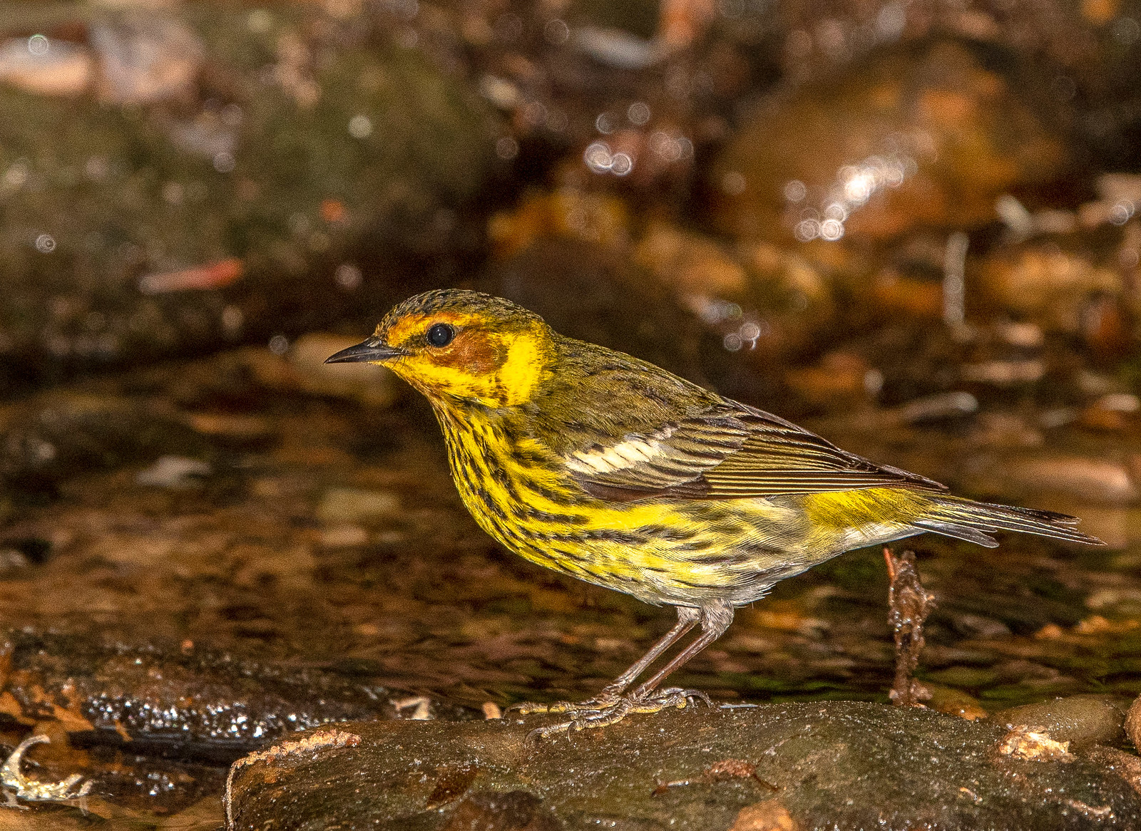 Cape May Warbler Male