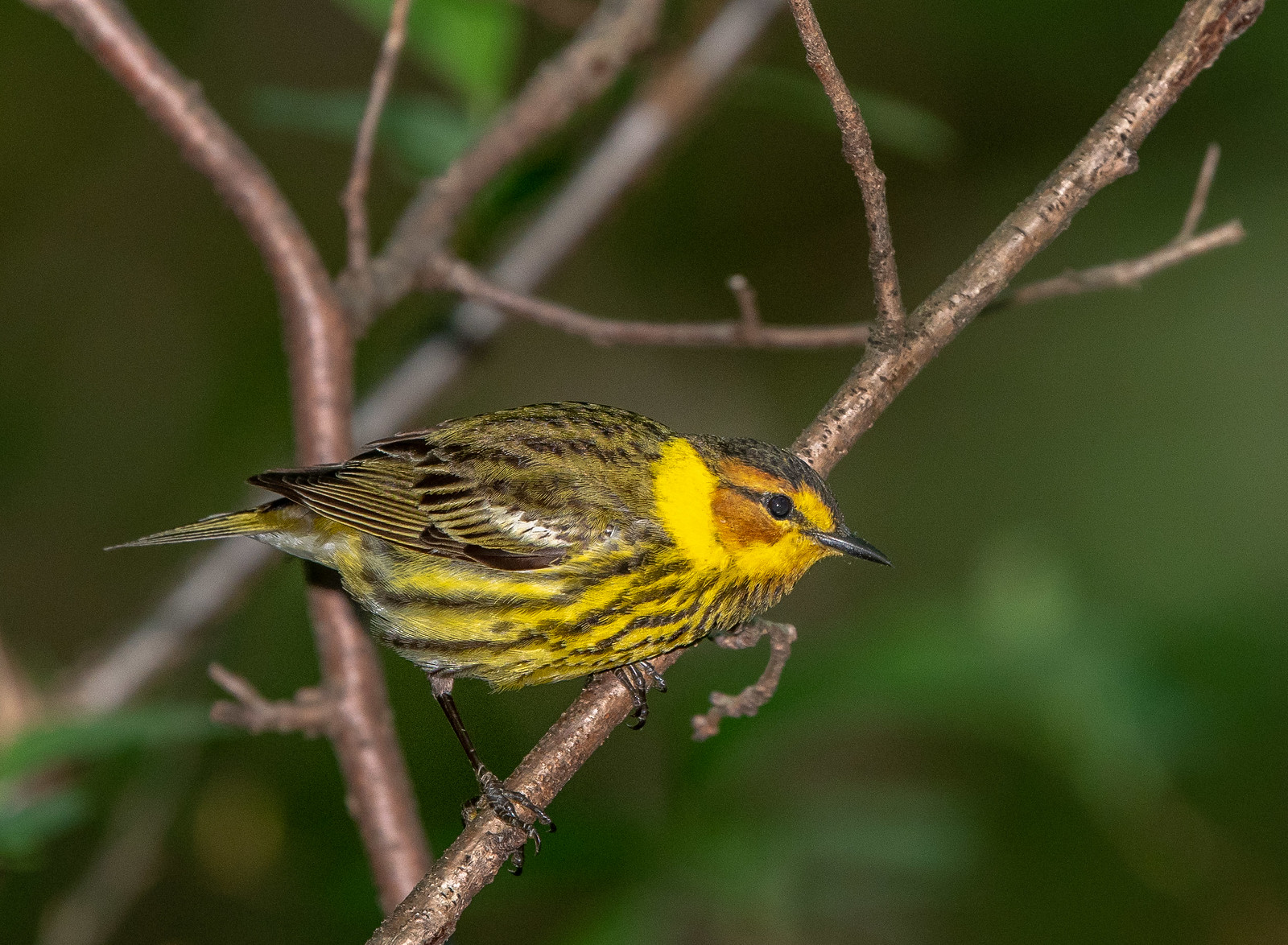 Cape May Warbler Male