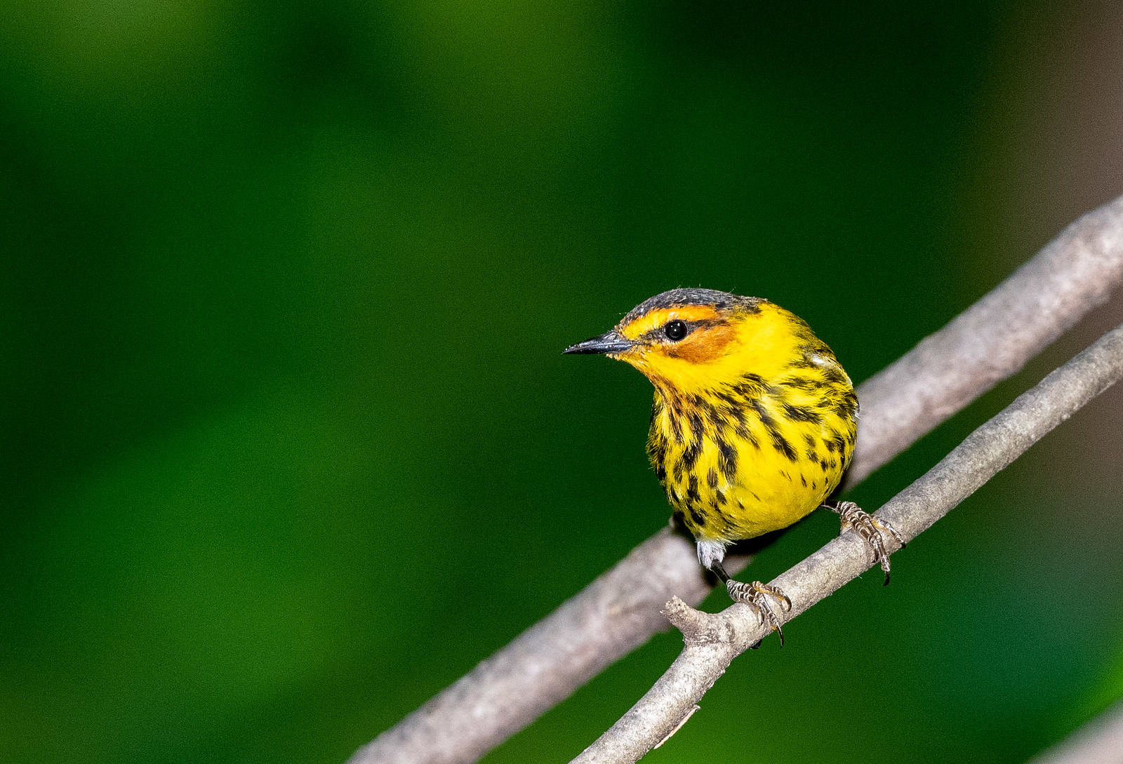 Cape May Warbler Male