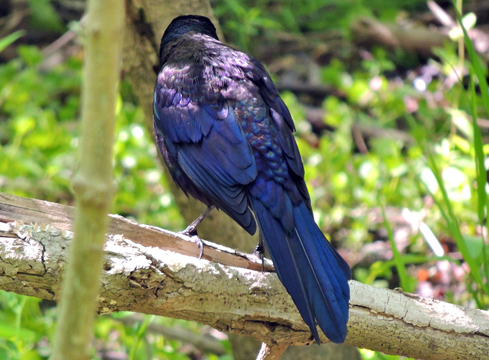 Common Grackle Male