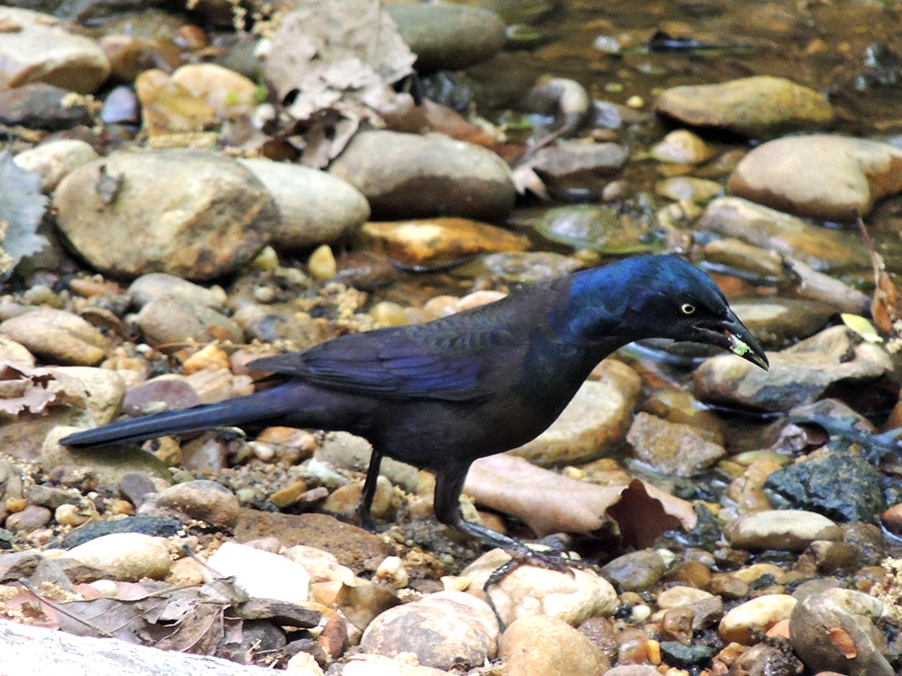 Common Grackle Female