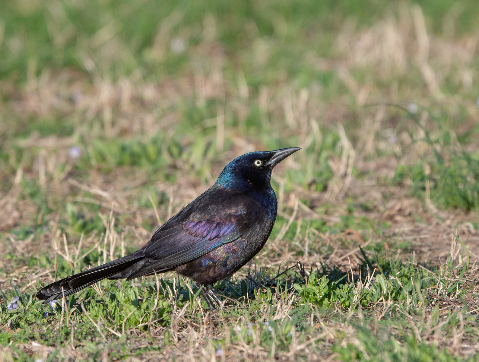 Common Grackle Male