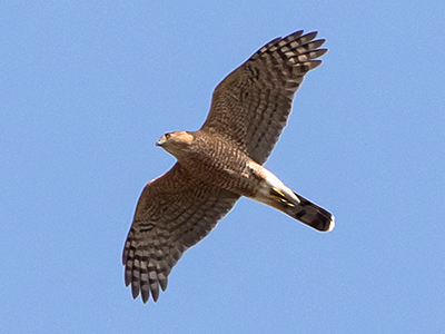 Cooper's Hawk