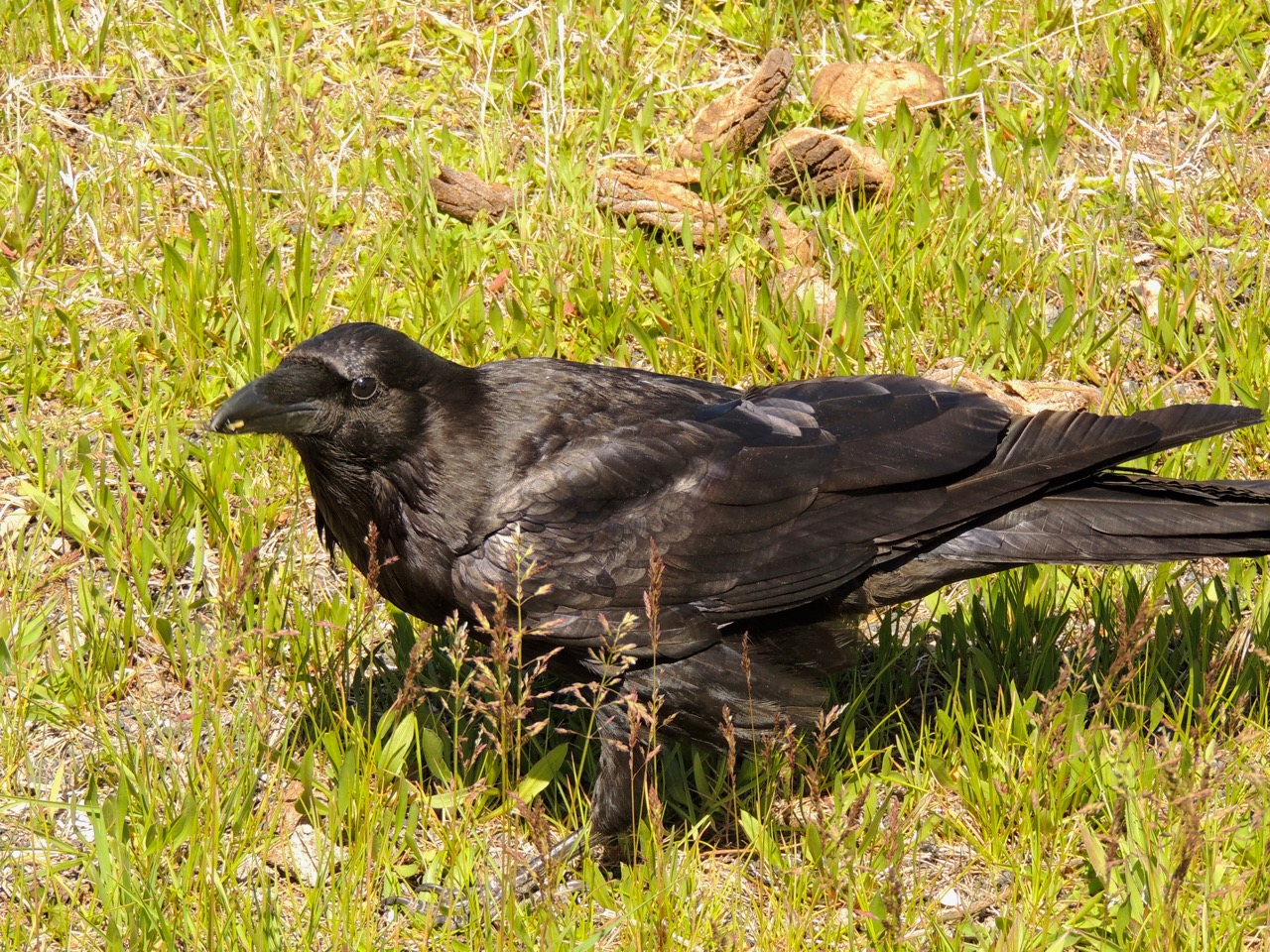 Common Raven