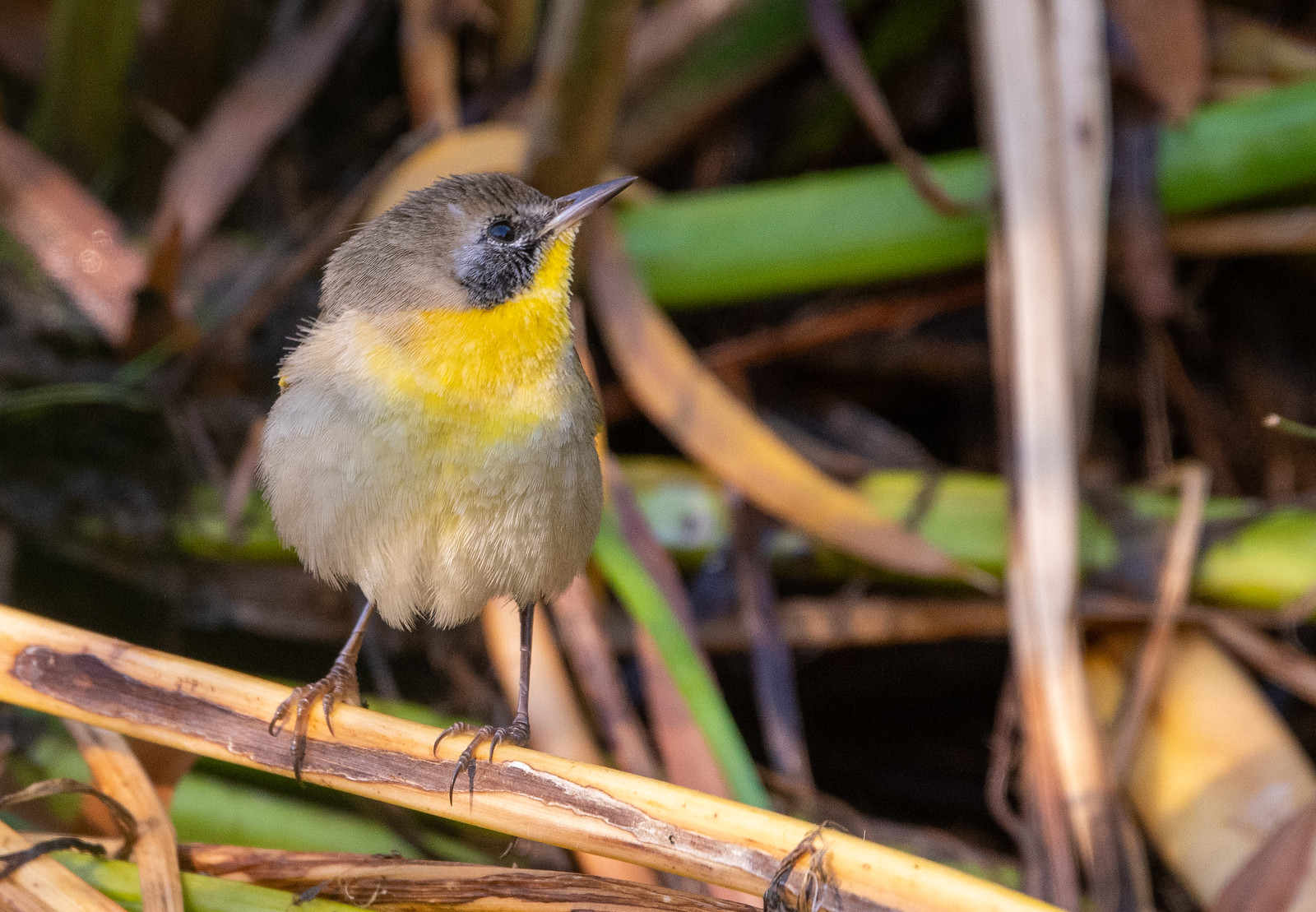 Common Yellowthroat Second-year Male