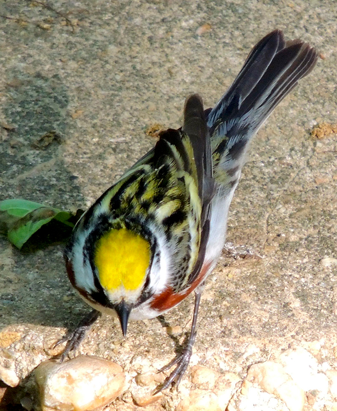 Chestnut-sided Warbler Male