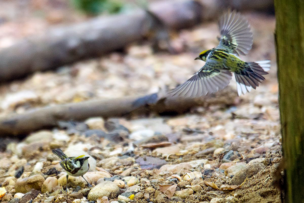 Chestnut-sided Warbler Males