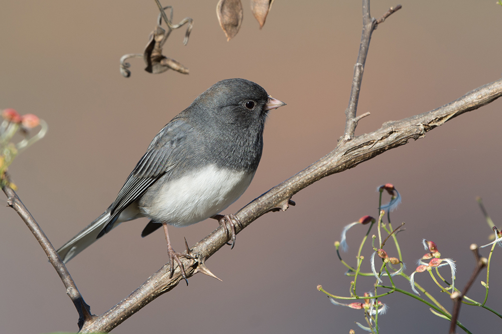 Dark-eyed Junco Male