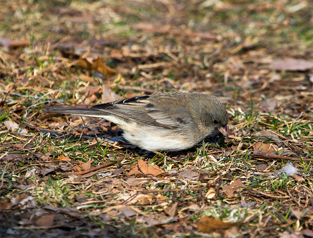 Dark-eyed Junco Female