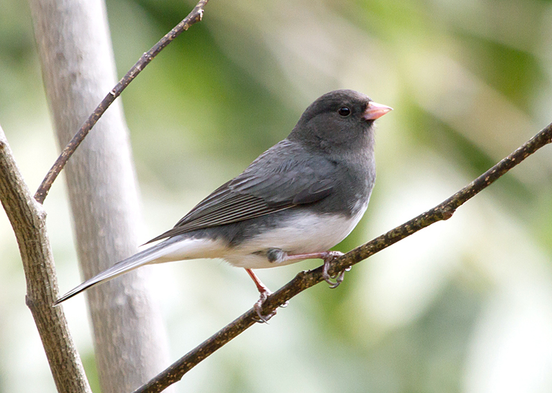 Dark-eyed Junco Male