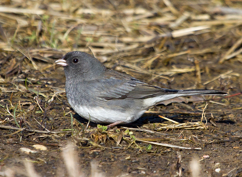 Dark-eyed Junco Female