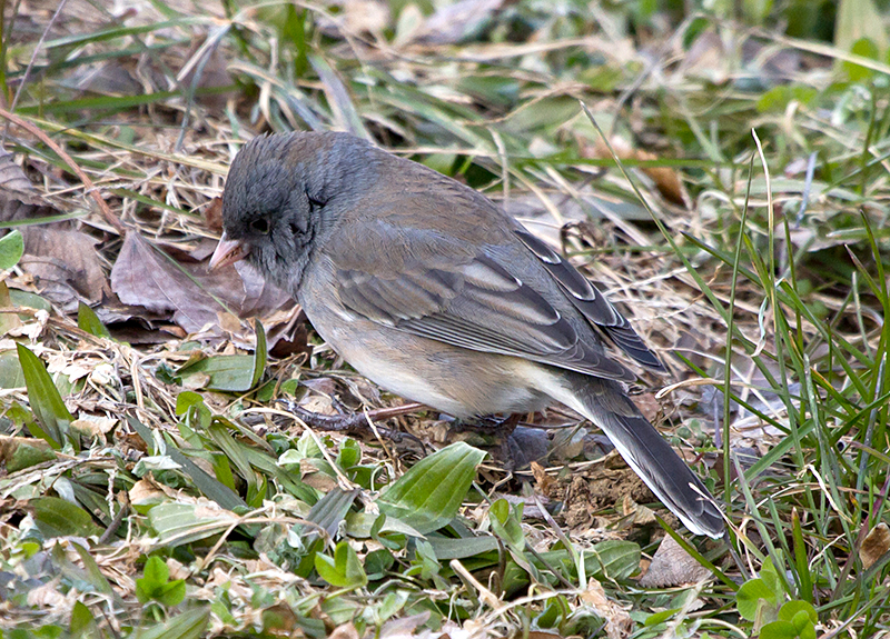 Dark-eyed Junco Female