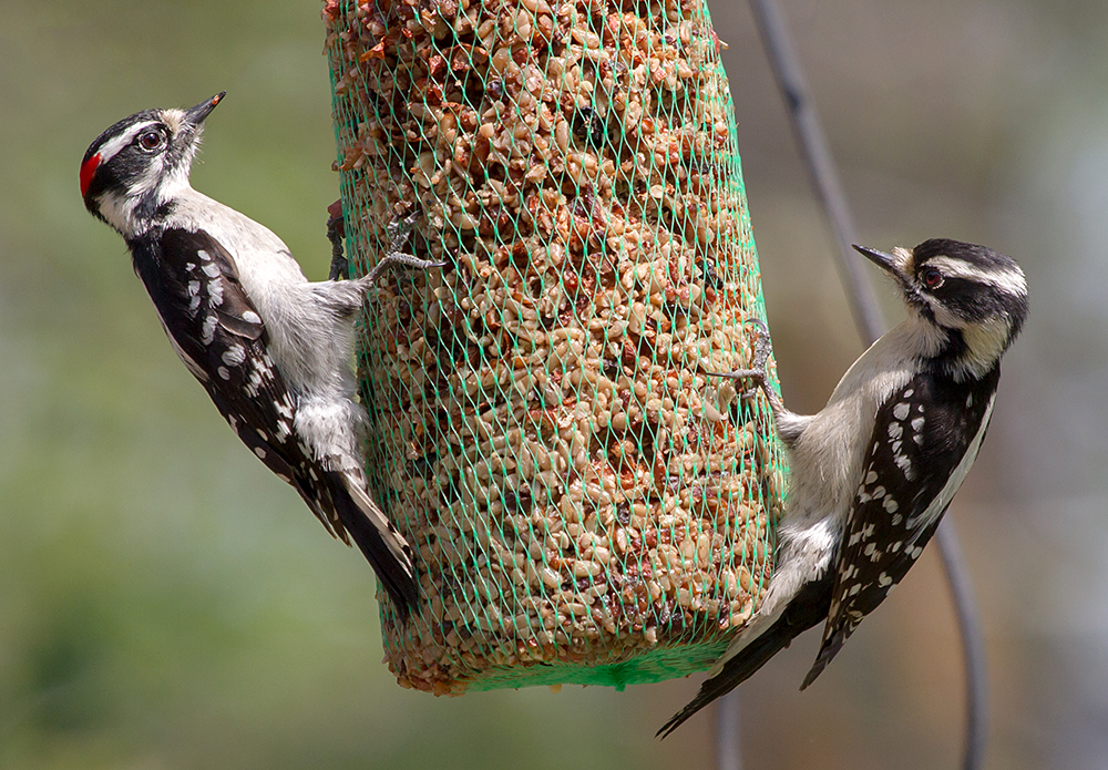 Downy Woodpecker Male and Female
