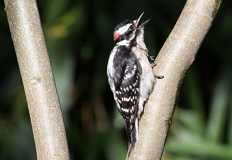 Downy Woodpecker Male Showing Tongue