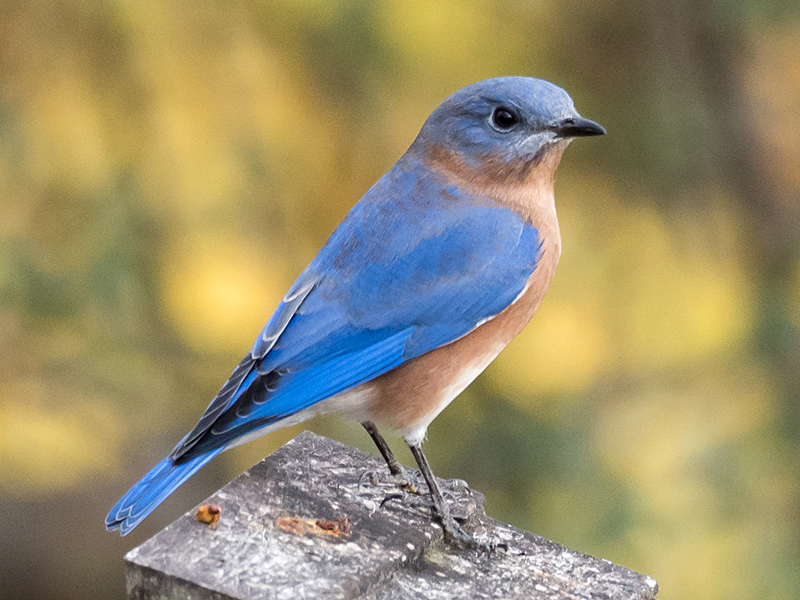 Eastern Bluebird Male