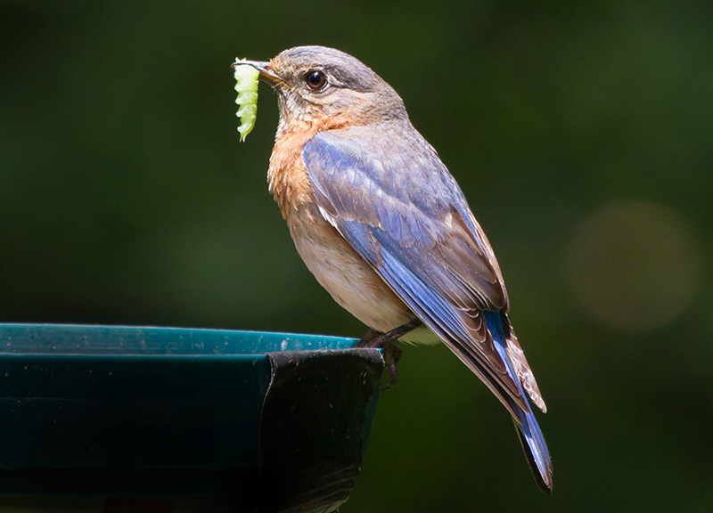 Eastern Bluebird Female