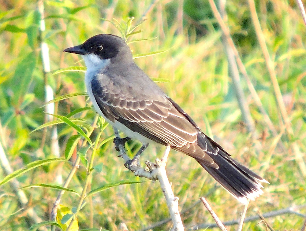 Eastern Kingbird