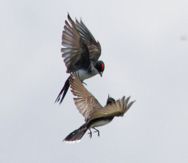 Eastern Kingbird Crown Patch