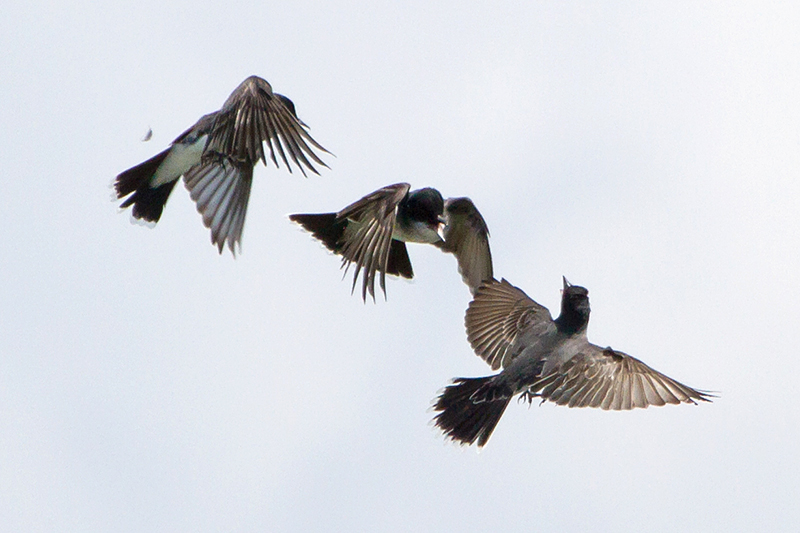 Eastern Kingbirds Quarreling