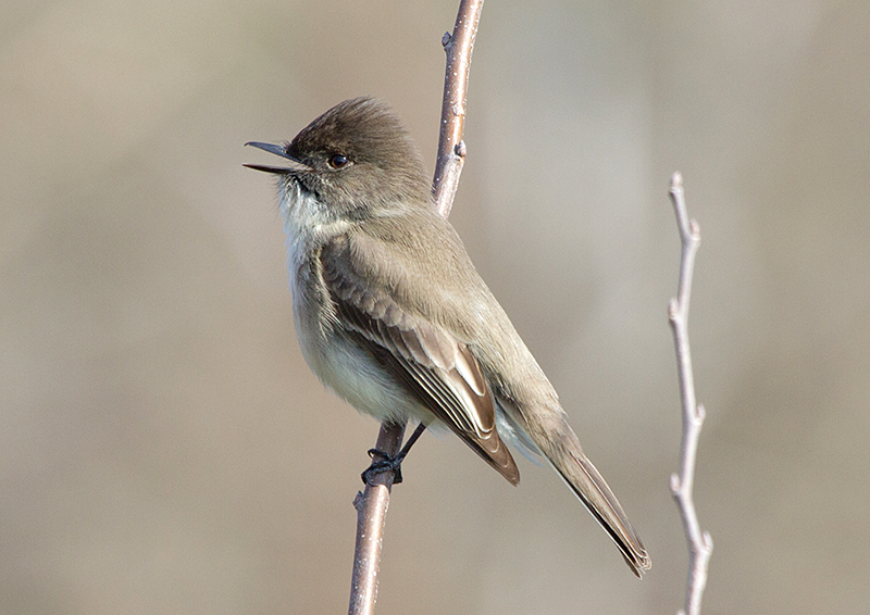 Eastern Phoebe