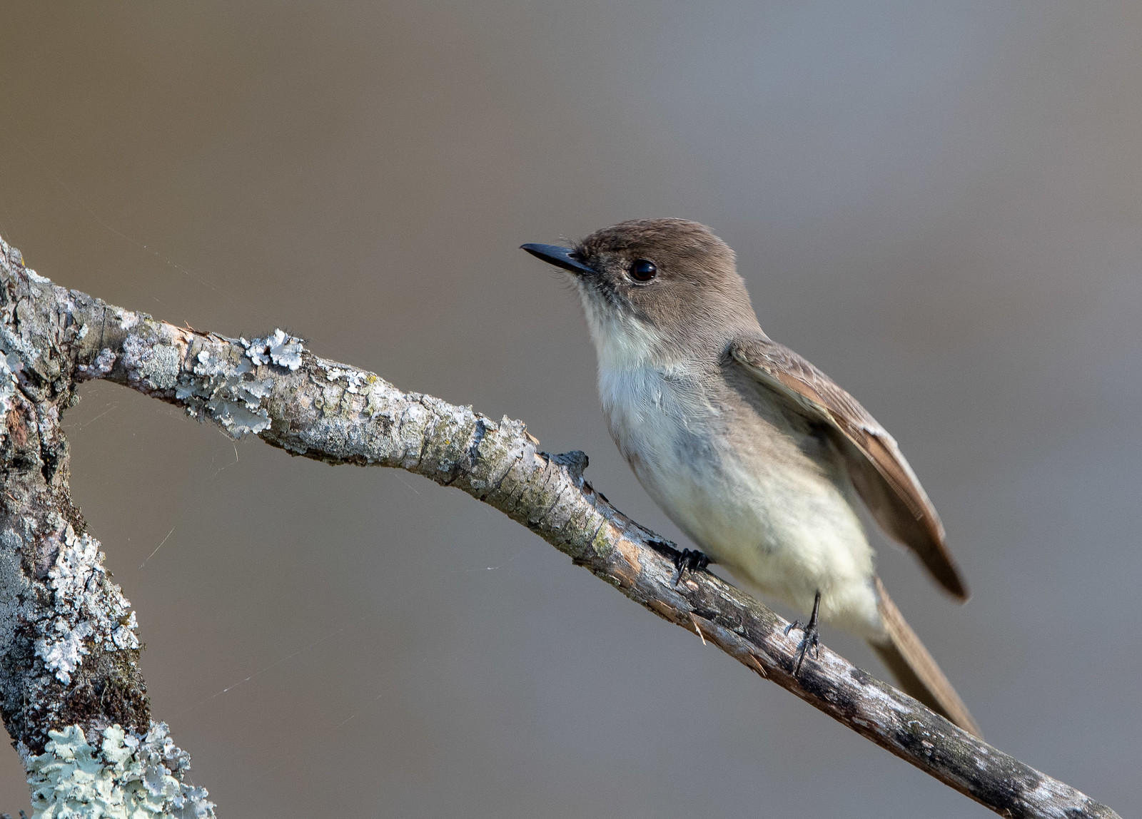 Eastern Phoebe