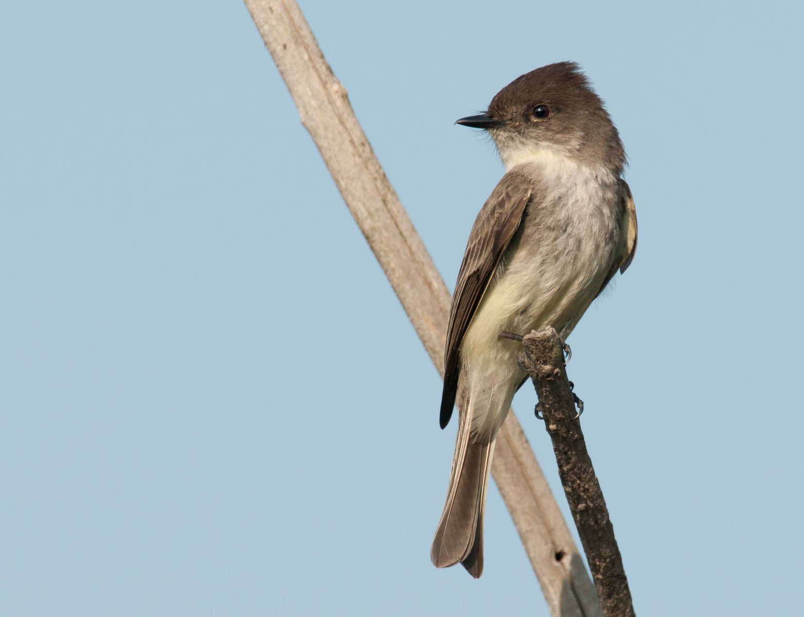 Eastern Phoebe