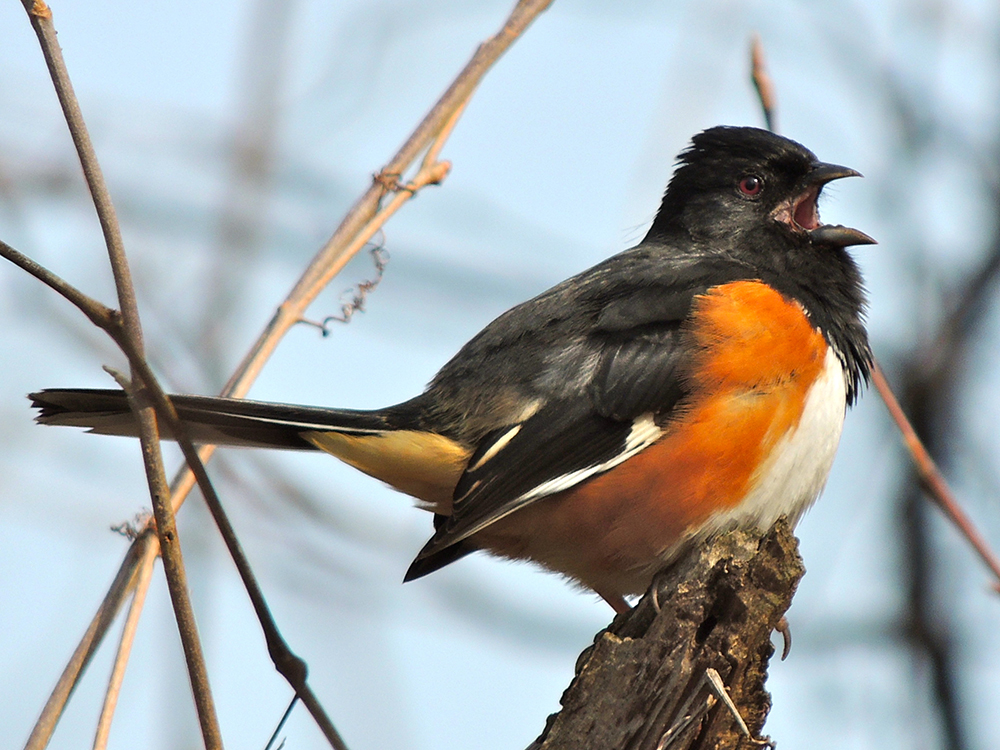 Eastern Towhee Singing Male