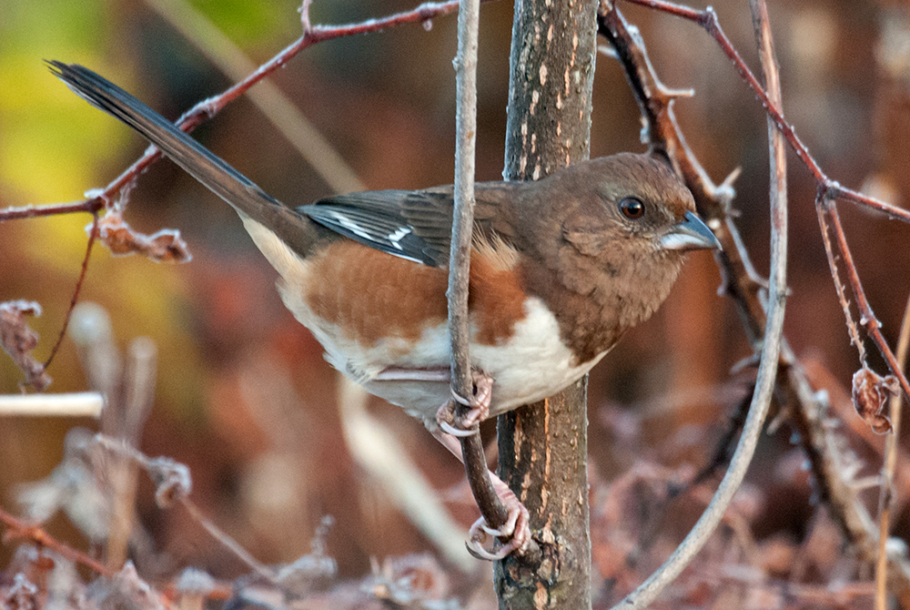 Eastern Towhee Female