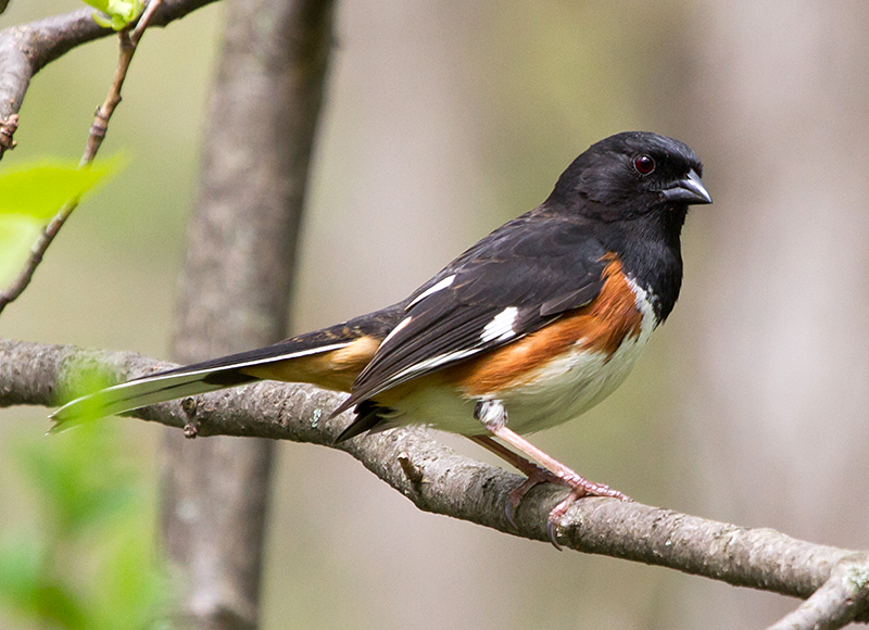 Eastern Towhee Male