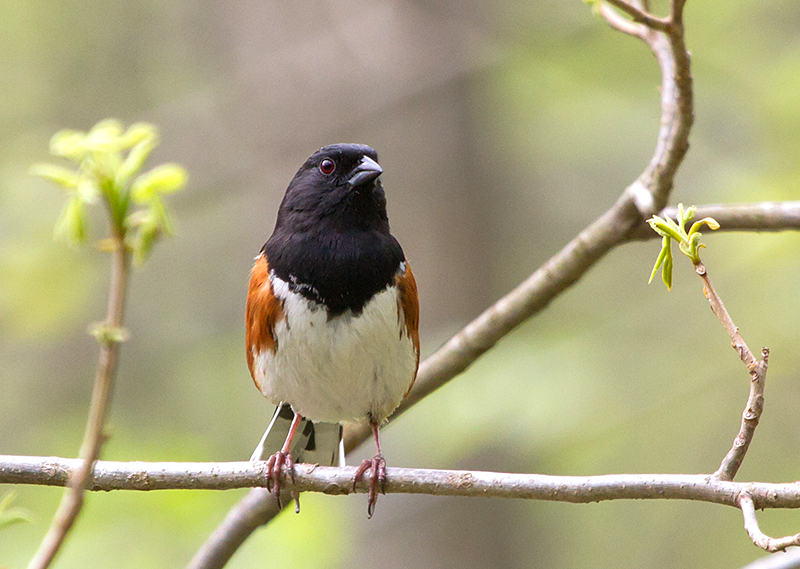 Eastern Towhee Male