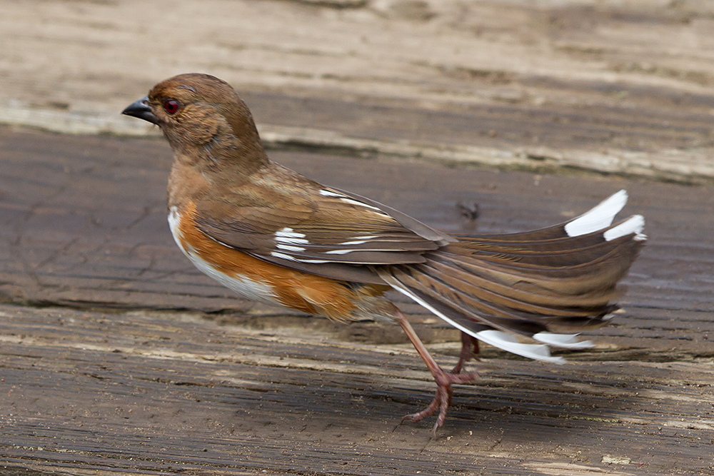 Eastern Towhee Female