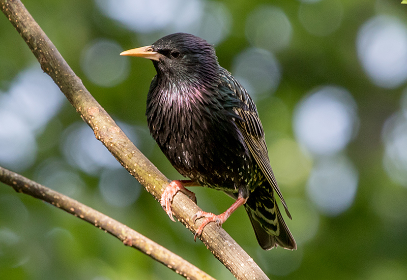 European Starling Adult