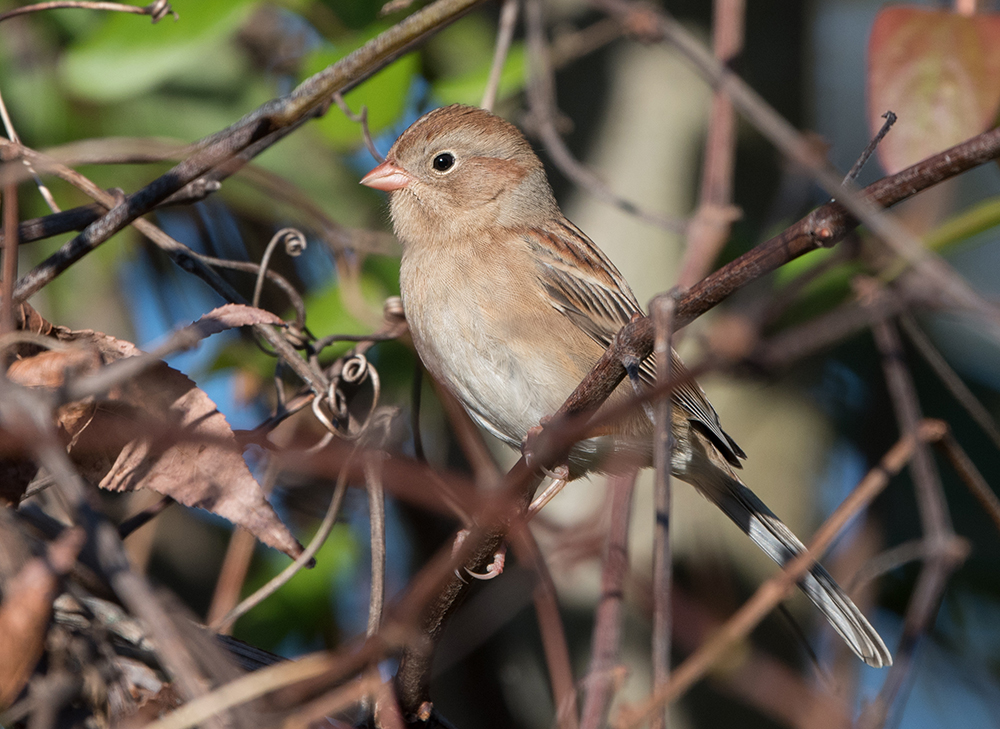 Field Sparrow